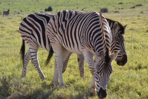 Schotia: Hele dag open safari voertuig met lunch