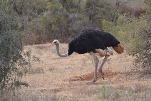 Schotia: Hele dag open safari voertuig met lunch