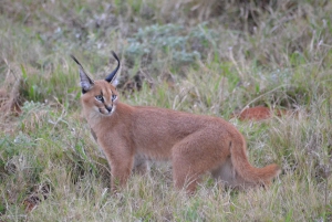 Schotia: Hele dag open safari voertuig met lunch