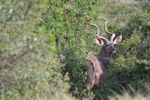 Schotia: Hele dag open safari voertuig met lunch