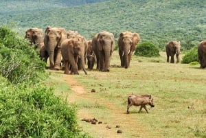 Schotia: Open Safari Jeep - Morning or Afternoon Tour