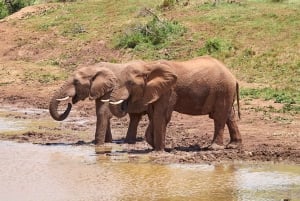 Schotia: Open Safari Jeep - Morning or Afternoon Tour