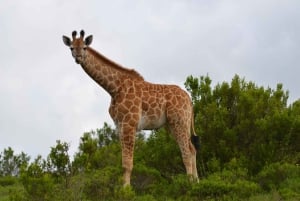 Schotia: Open Safari Jeep - Morning or Afternoon Tour