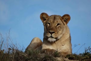 Schotia: Open Safari Jeep - Morning or Afternoon Tour