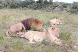 Schotia: Open Safari Jeep - Morning or Afternoon Tour