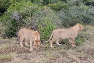 Schotia: Open Safari Jeep - Morning or Afternoon Tour