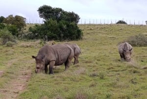 Schotia: Open Safari Jeep - Morning or Afternoon Tour