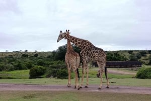 Schotia: Open Safari Jeep - Morning or Afternoon Tour