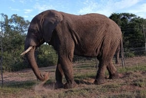 Schotia: Open Safari Jeep - Morning or Afternoon Tour