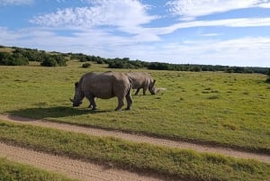 Schotia: Open Safari Jeep - Morning or Afternoon Tour