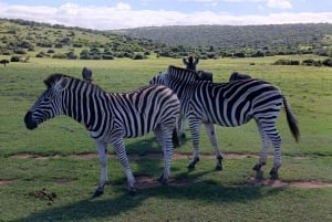 Schotia: Open Safari Jeep - Morning or Afternoon Tour