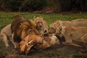 Visita Port Elizabeth: Safari nella foresta privata di Schotia