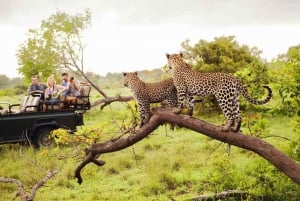 Visita Port Elizabeth: Safari nella foresta privata di Schotia