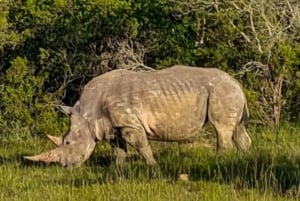 Visita Port Elizabeth: Safari nella foresta privata di Schotia