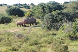 Schotia Private Game Reserve Safari