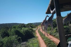 Schotia Private Game Reserve Safari