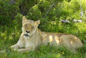 Schotia Safaris : Les meilleures rencontres avec la faune à Port Elizabeth