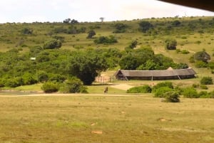 Schotia Safaris : Les meilleures rencontres avec la faune à Port Elizabeth