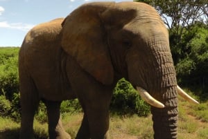 Schotia Safaris : Les meilleures rencontres avec la faune à Port Elizabeth