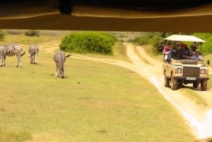 Schotia Safaris : Les meilleures rencontres avec la faune à Port Elizabeth