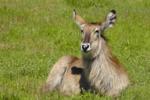Schotia Safaris : Les meilleures rencontres avec la faune à Port Elizabeth