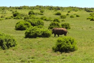 Schotia Safaris : Les meilleures rencontres avec la faune à Port Elizabeth