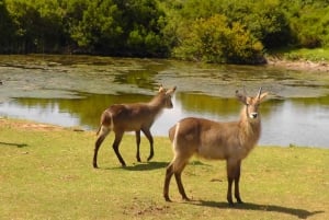 Schotia Safaris : Les meilleures rencontres avec la faune à Port Elizabeth