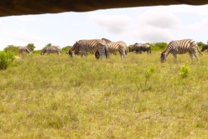 Schotia Safaris : Les meilleures rencontres avec la faune à Port Elizabeth