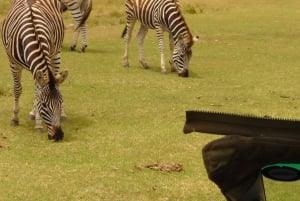 Schotia Safaris : Les meilleures rencontres avec la faune à Port Elizabeth