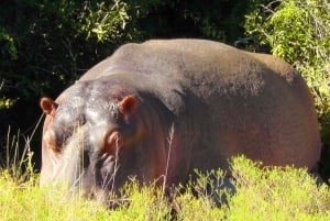 Schotia Safaris : Les meilleures rencontres avec la faune à Port Elizabeth