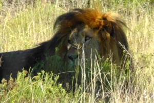 Schotia Safaris : Les meilleures rencontres avec la faune à Port Elizabeth
