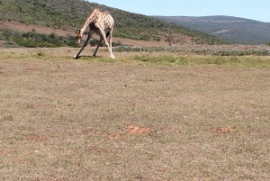 Schotia Safaris: Die besten Wildtier-Begegnungen in Port Elizabeth