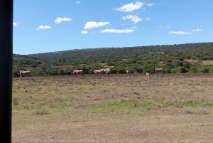 Schotia Safaris: Die besten Wildtier-Begegnungen in Port Elizabeth
