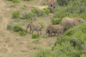 Schotia Safaris: Die besten Wildtier-Begegnungen in Port Elizabeth