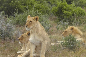 Schotia Safaris: Die besten Wildtier-Begegnungen in Port Elizabeth
