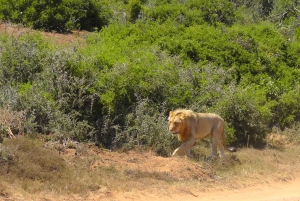 Schotia Safaris: Die besten Wildtier-Begegnungen in Port Elizabeth