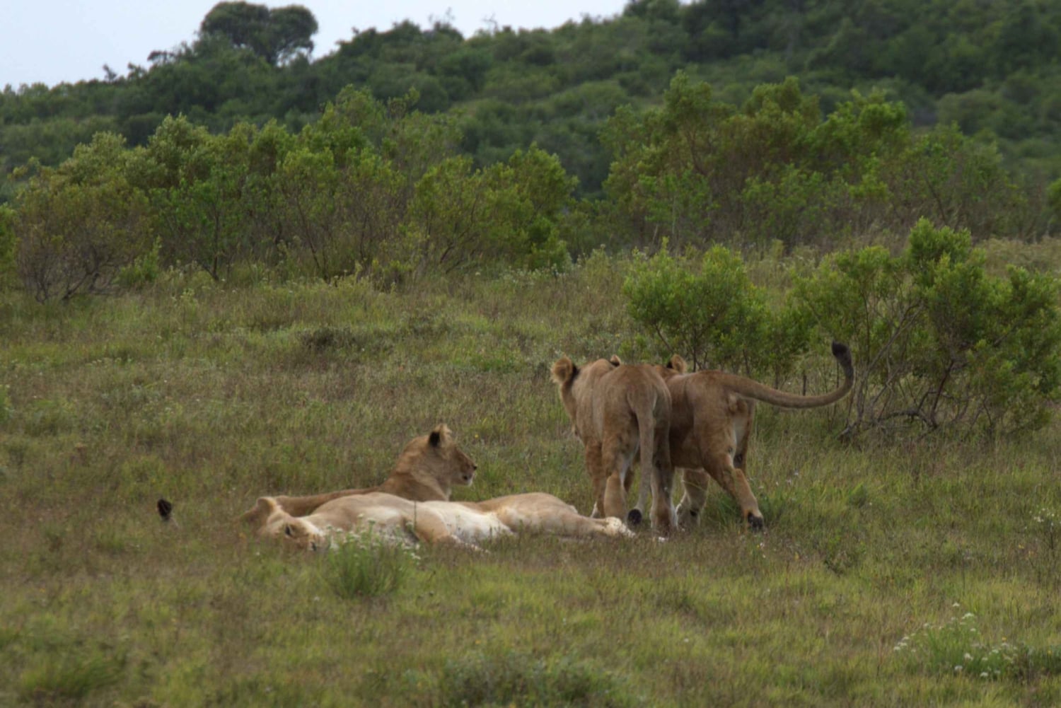 Частный заповедник Schotia Safaris: утренняя экскурсия