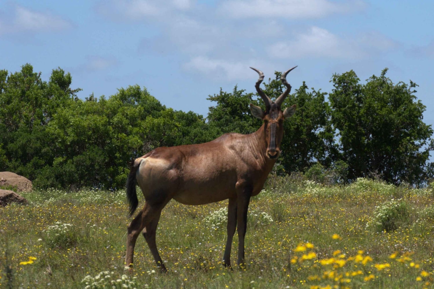 Частный заповедник Schotia Safaris: утренняя экскурсия