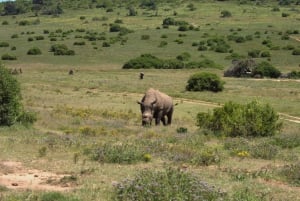 Schotia Safaris プライベートゲーム保護区：プライベートモーニングツアー