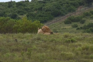 Schotia Safaris プライベートゲーム保護区：プライベートモーニングツアー