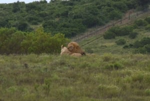 Частный заповедник Schotia Safaris: утренняя экскурсия