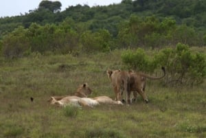 Частный заповедник Schotia Safaris: утренняя экскурсия