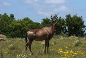 Частный заповедник Schotia Safaris: утренняя экскурсия