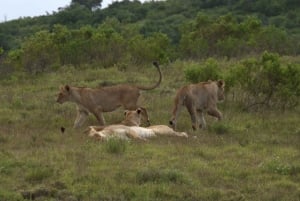 Частный заповедник Schotia Safaris: утренняя экскурсия
