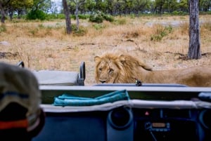 Experiência de safári particular no Schotia Safaris com jantar em Boma