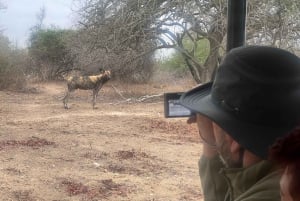 Experiência de safári particular no Schotia Safaris com jantar em Boma