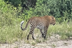 Experiência de safári particular no Schotia Safaris com jantar em Boma