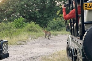 Experiência de safári particular no Schotia Safaris com jantar em Boma