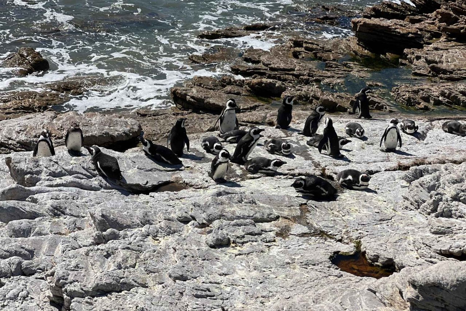 Shared Guided Tour in Cape of Good Hope and Table Mountain