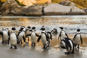 Table Mountain, Boulders Penguins & Cape point Private Tour